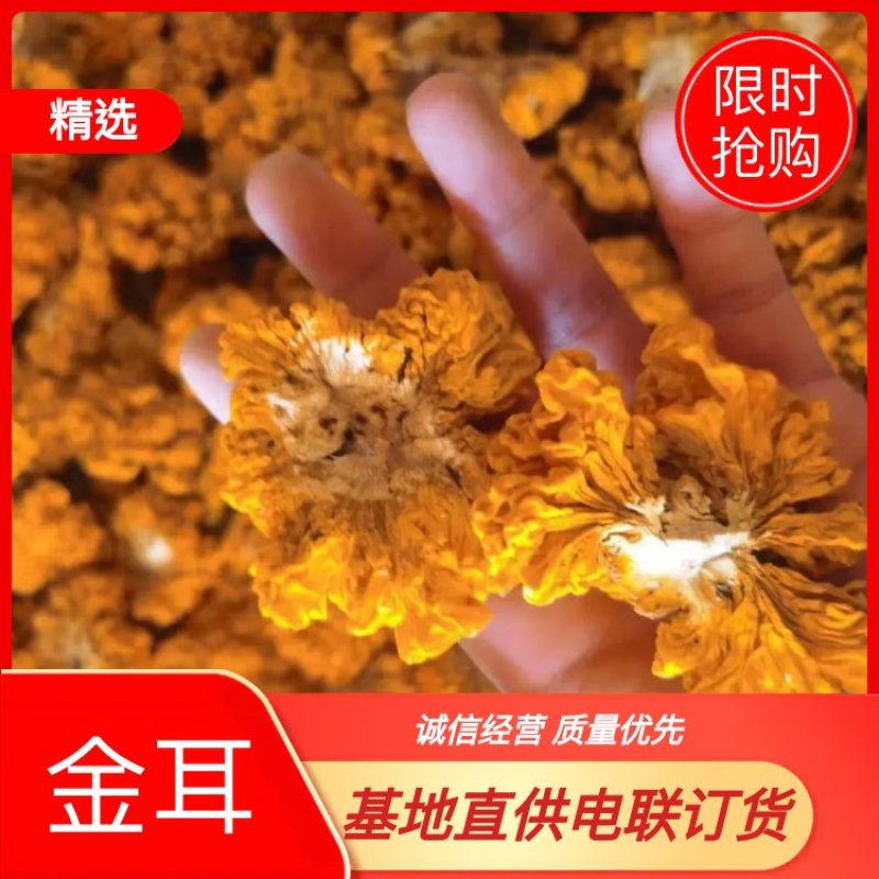 2020新货椴木金耳特级商品各种等级有货