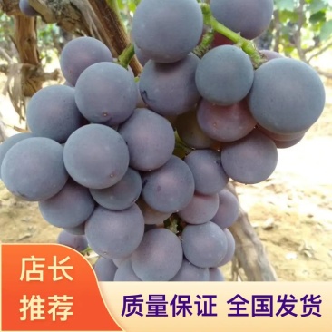 葡萄邢台威县巨峰葡萄大量上市原产地直发视频看货