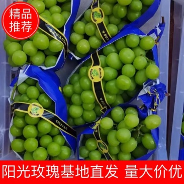 【品质】阳光玫瑰基地直发高品质货源对接市场商超