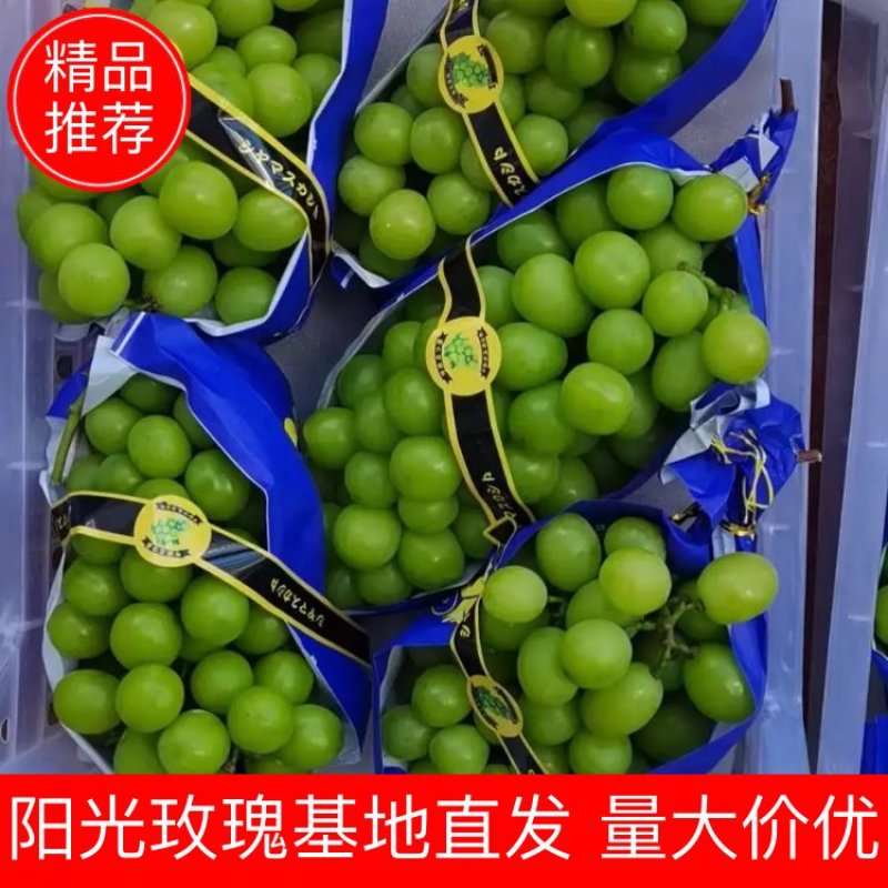 【品质】阳光玫瑰基地直发高品质货源对接市场商超