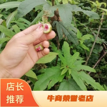 野生中药村五指毛桃批发，代收
