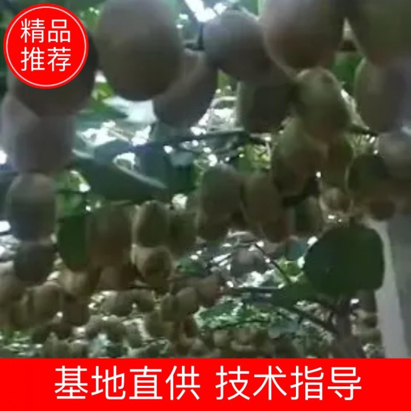 淄博博山源泉有机猕猴桃基地