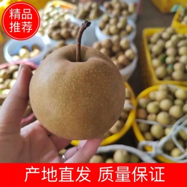 【推荐】广西灌阳高山黄花梨产地直发，价格优惠欢迎来电订购
