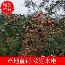 沂蒙山区山花椒，产地直发，货源充足欢迎来电咨询