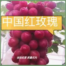 中国红玫瑰葡萄苗红玫瑰葡萄高端品种葡萄苗假一赔十