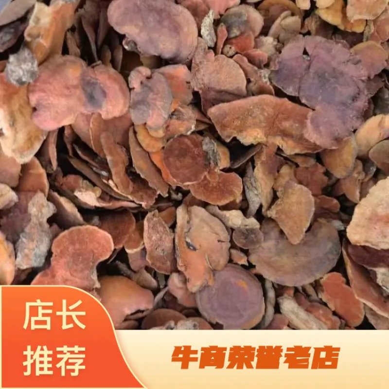 【推荐】牛樟芝货源充足