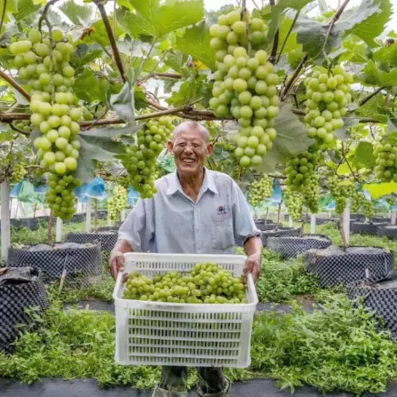 （优选）精品阳光玫瑰葡萄晴王自家果园大量上市基地直供批发