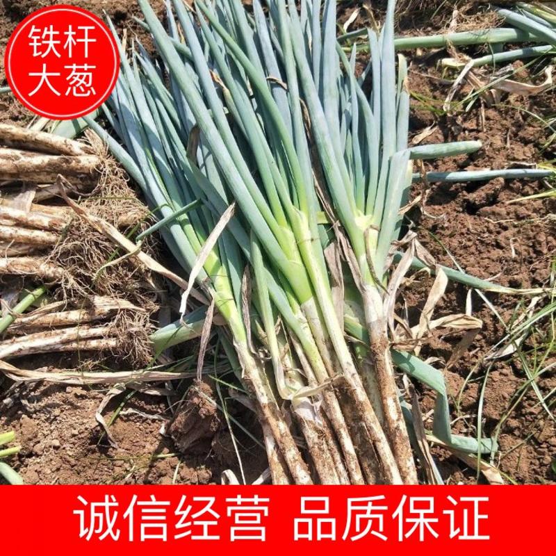陕西基地精品铁杆钢葱，正在热卖中，质量不错，价格合理