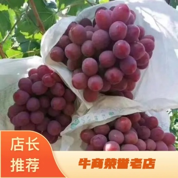 精品宾川红提葡萄产地直发支持视频看货欢迎联系
