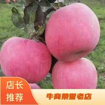 【秦冠苹果】精品苹果规格齐全质量保证产地发货