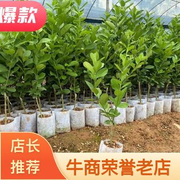 广东香水柠檬苗，台湾香水柠檬，青柠檬种植当年或第二年挂果