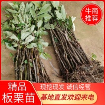 【精品】板栗苗，嫁接苗，挂果快地苗杯苗免费指导欢迎来