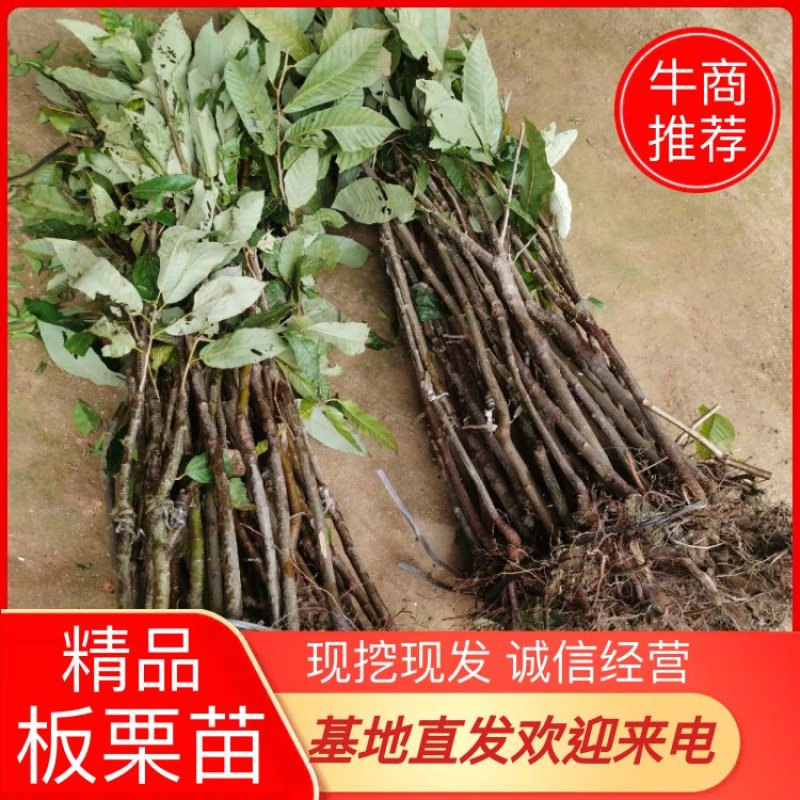 【精品】板栗苗，嫁接苗，挂果快地苗杯苗免费指导欢迎来