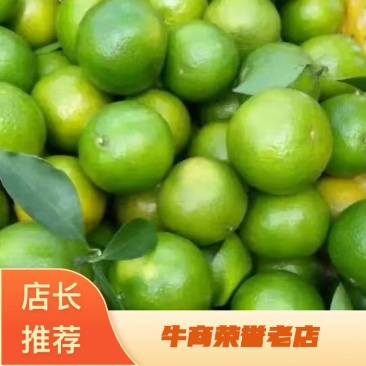 皇帝柑苗【贡柑】苗围直供一手货源量大从优