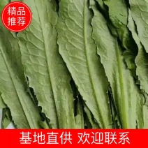 【精品油麦菜】产地直发质量保证欢迎来电咨询全国代发