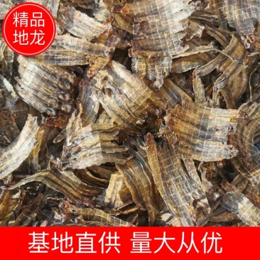 【地龙】精品青蚯蚓地龙干常年供应可实地看货量大从优