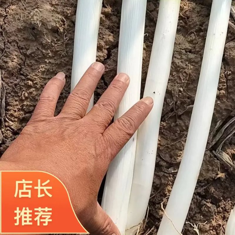 山西忻州铁杆大葱大量上市品质保证量大从优欢迎采购