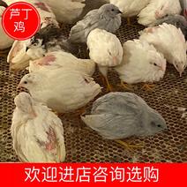 []广州佛山，德系变异芦丁鸡，养殖基地直发，欢迎采购