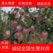 中秋王苹果，颜色好，口感脆甜，大众口味。