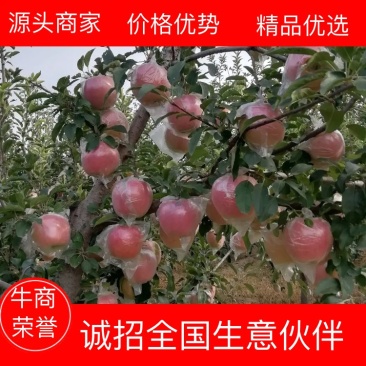 中秋王苹果，颜色好，口感脆甜，大众口味。