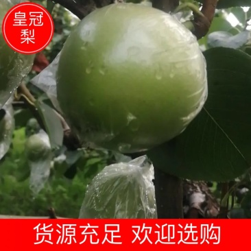 泊头皇冠梨，新梨七号产地直发一手货源可视频看货