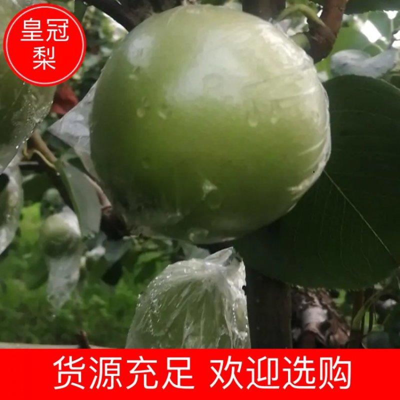 泊头皇冠梨，新梨七号产地直发一手货源可视频看货