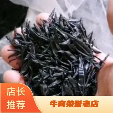 日本医蛭干品手工自然风干，水蛭素含量高