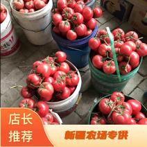 西红柿自家种植货源充足量大从优大宗批发欢迎