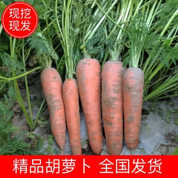 精品红萝卜现挖现发可视频看货坏烂包赔