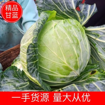 【精品】甘蓝一手货源可视频看货量大从优全国发货