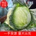 【精品】甘蓝一手货源可视频看货量大从优全国发货