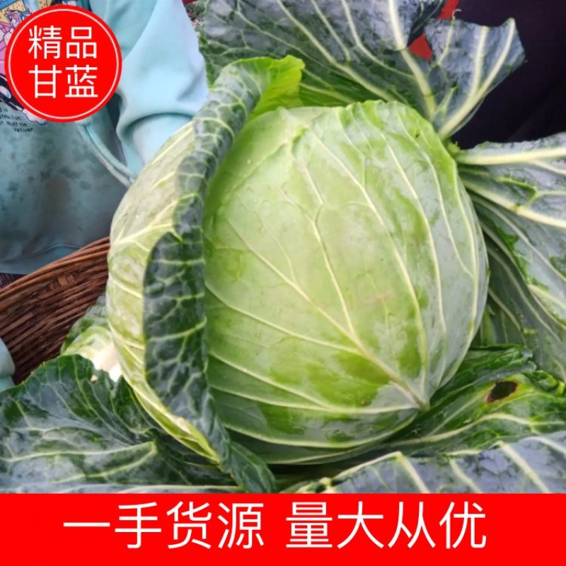 【精品】甘蓝一手货源可视频看货量大从优全国发货