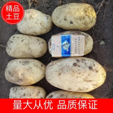 甘肃精品土豆现挖现发可视频看货坏烂包赔