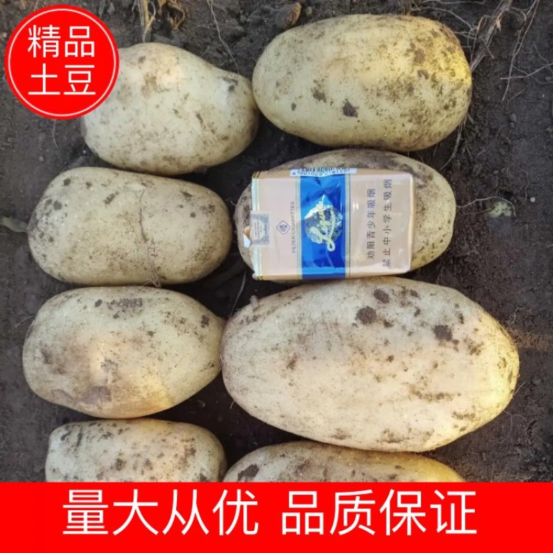 甘肃精品土豆现挖现发可视频看货坏烂包赔