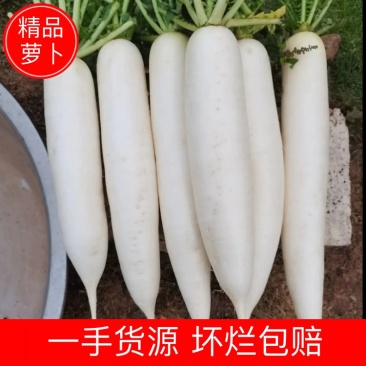 【萝卜】精品白萝卜现挖现发量大从优可视频看货