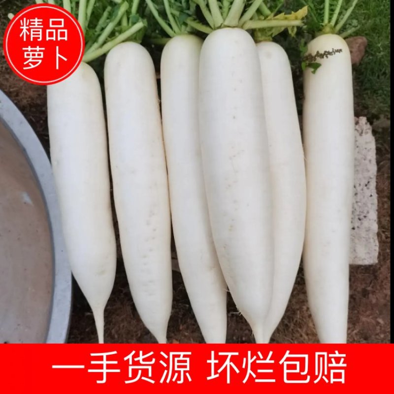 【萝卜】精品白萝卜现挖现发量大从优可视频看货
