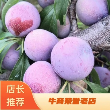 精品李子，四川汉源脆红李大量上市，诚信经营，本人代办！