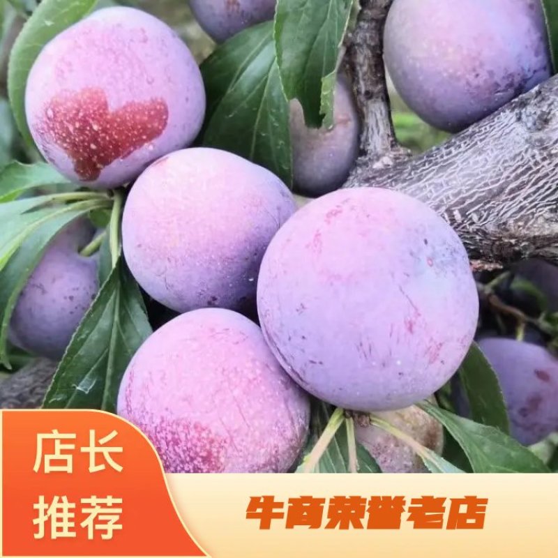 精品李子，四川汉源脆红李大量上市，诚信经营，本人代办！