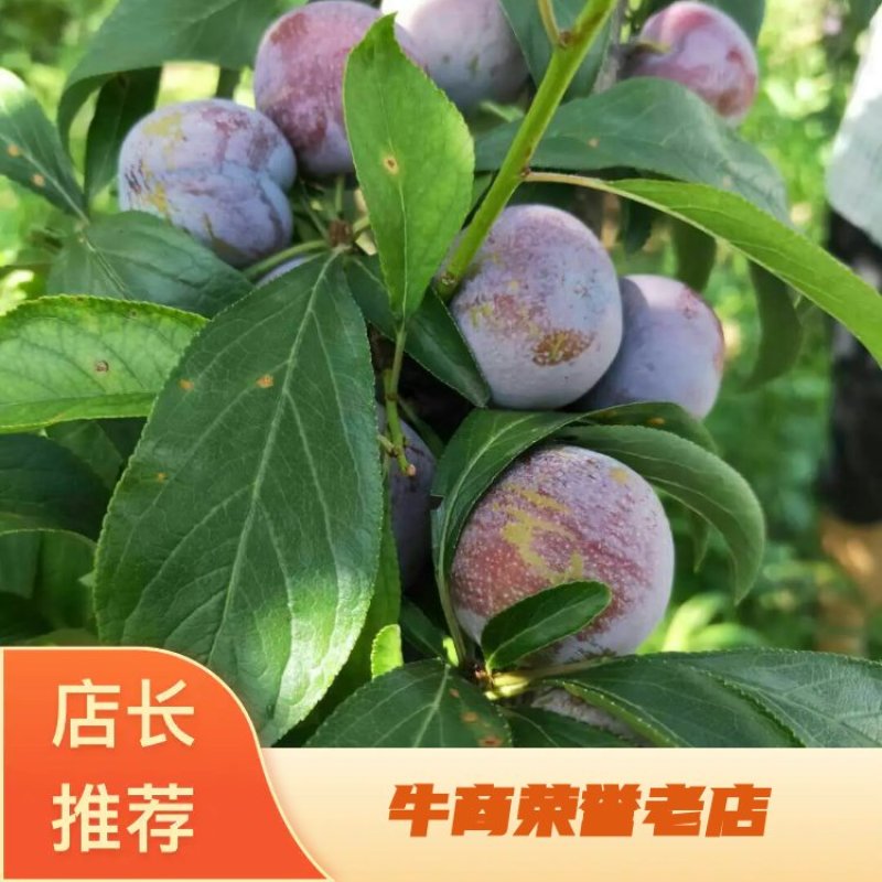大量供应脆红李，本人代办！！！！！！！！！！！