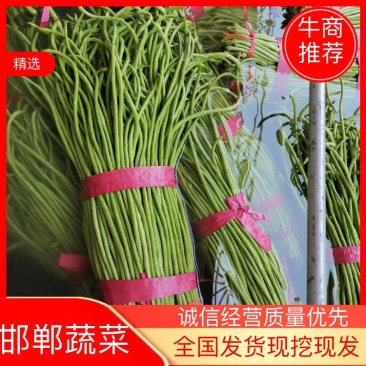 《推荐》长豆角，大量上市中，产地直销，颜色青绿，