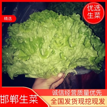 《精品》绿生菜，可供超市，电商，市场，诚信经营，欢迎欢迎