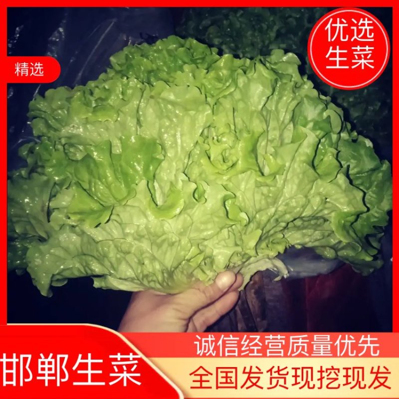 《精品》绿生菜，可供超市，电商，市场，诚信经营，欢迎欢迎