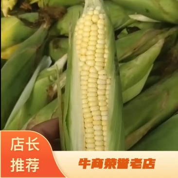东北粘玉米糯玉米质量好棒大产地一手货源