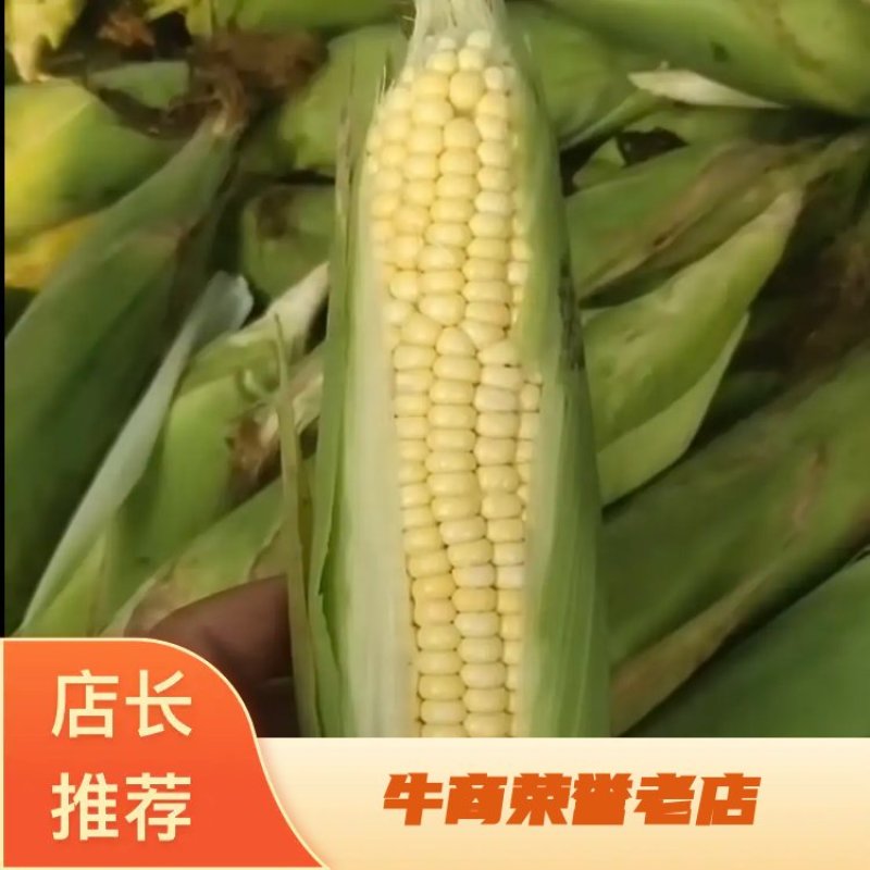 东北粘玉米糯玉米质量好棒大产地一手货源