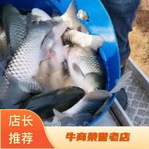 【精品】湖南岳阳大草鱼，成品鱼，鱼苗均可供应量大从优