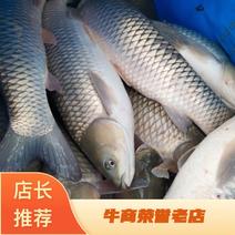 【优质】岳阳生态鲤鱼红尾巴鲤鱼产地直发高端品质量大从优