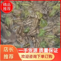 【推荐】迷彩青蛙1两以上养殖基地一手货源质量保证线上交易！