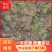 【推荐】迷彩青蛙1两以上养殖基地一手货源质量保证线上交易！