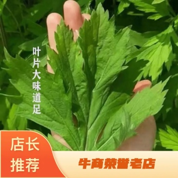 【优质】野生艾草全棵南阳艾桐柏艾叶干产地直发量大从优