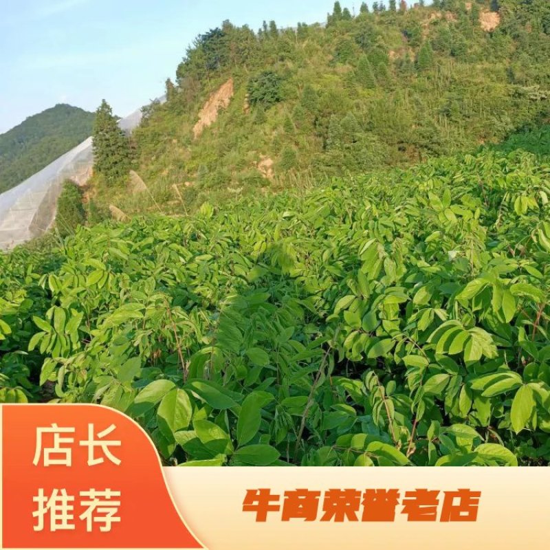 【包邮】赣州石参根鲜货干货大量有货足干无硫品质保证